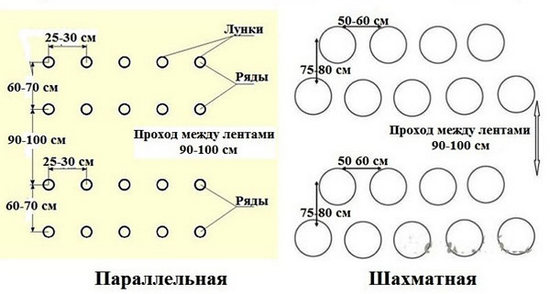Выращивание томатов в теплице: сорта, особенности и рекомендации Выращивание томатов в теплице: сорта, особенности и рекомендации