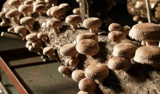 Что можно выращивать в теплице: потенциальные съедобные и несъедобные кандидаты Что можно выращивать в теплице: потенциальные съедобные и несъедобные кандидаты