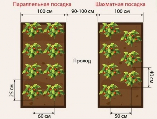 Как расположить грядки в теплице 3 на 6: возможные способы размещения Как расположить грядки в теплице 3 на 6: возможные способы размещения