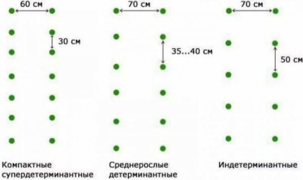 Как расположить грядки в теплице 3 на 6: возможные способы размещения Как расположить грядки в теплице 3 на 6: возможные способы размещения