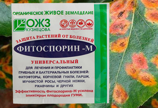 Обработка теплицы осенью Фитоспорином: особенности препарата и этапы операции Обработка теплицы осенью Фитоспорином: особенности препарата и этапы операции