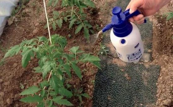 Подкормка томатов в теплице: какие удобрения и когда использовать Подкормка томатов в теплице: какие удобрения и когда использовать