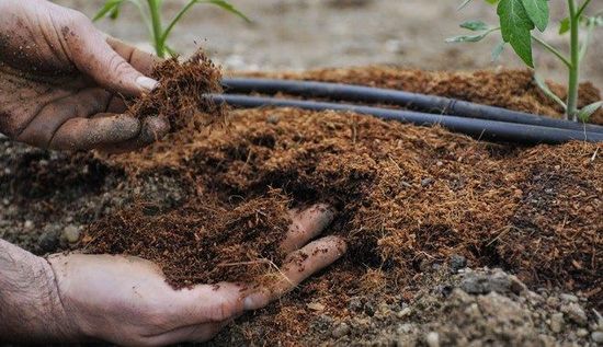 Подкормка томатов в теплице: какие удобрения и когда использовать Подкормка томатов в теплице: какие удобрения и когда использовать